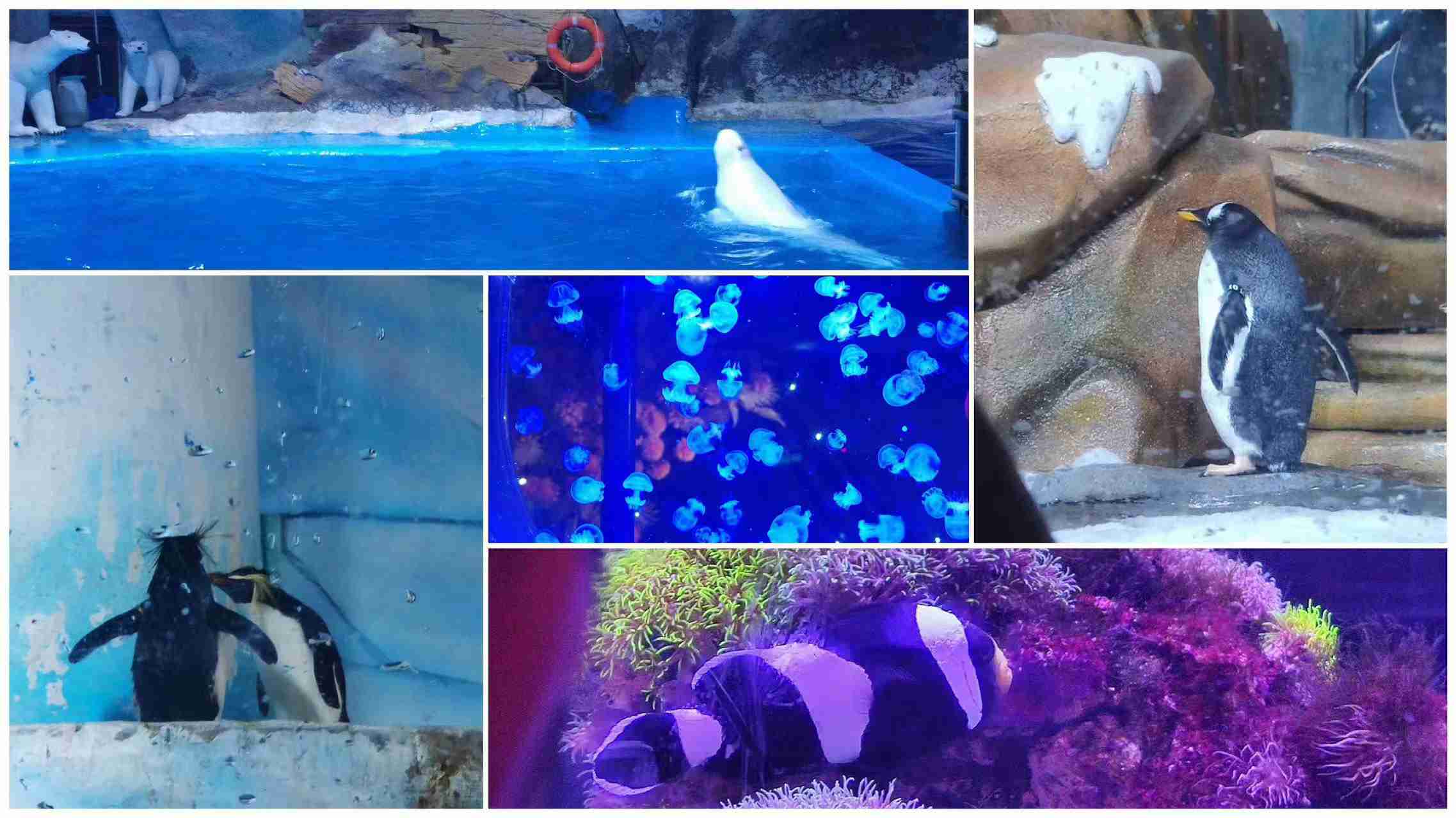 �������ʡ�w66(�й�)���������