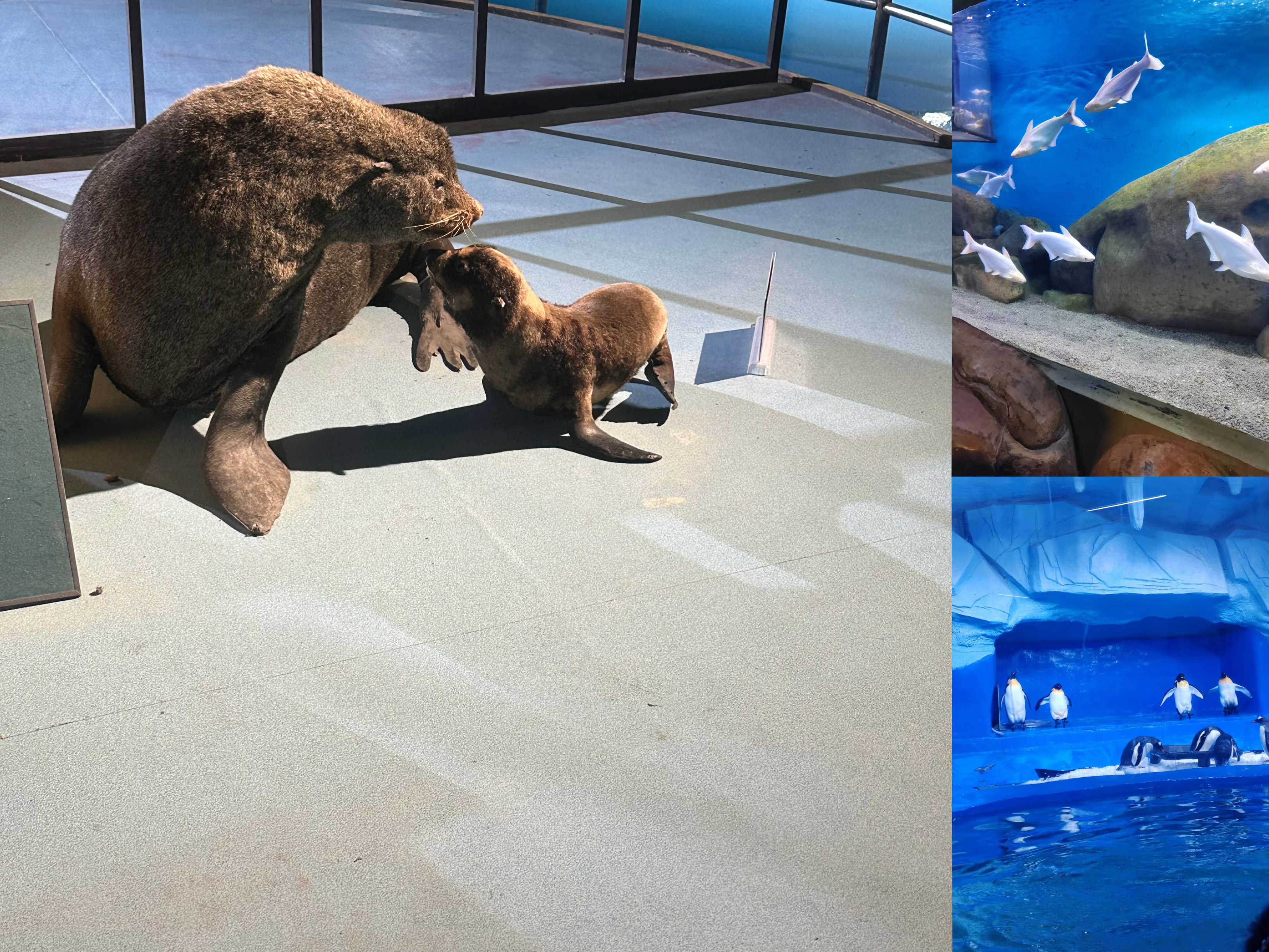 �������ʡ�w66(�й�)���������